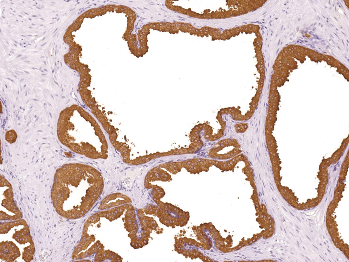 Antibody Anti-Prosaposin (PSAP) (Hu) from Mouse (IHC655) - unconj.
