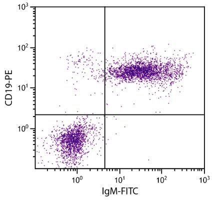 Abbildung: Ziege IgG anti-Maus IgM (µ)-FITC, MinX keine