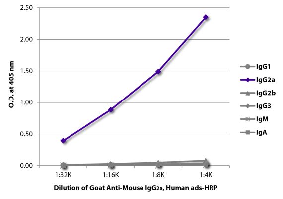 Abbildung: Ziege IgG anti-Maus IgG2a (Fc)-HRPO, MinX Hu