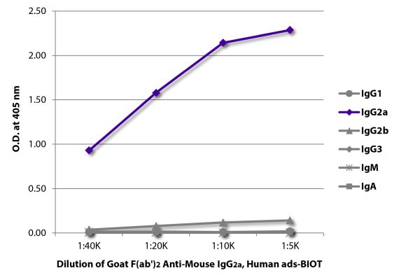 Abbildung: Ziege F(ab')2 anti-Maus IgG2a (Fc)-Biotin, MinX Hu