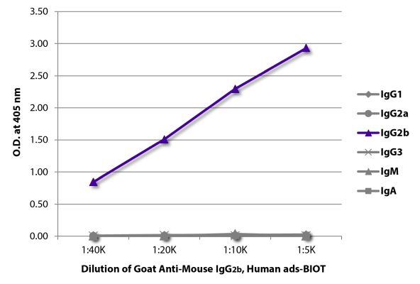 Abbildung: Ziege IgG anti-Maus IgG2b (Fc)-Biotin, MinX Hu