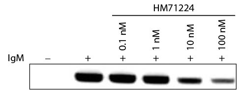 Abbildung: Ziege F(ab')2 anti-Human IgM (µ)-unkonj., MinX keine