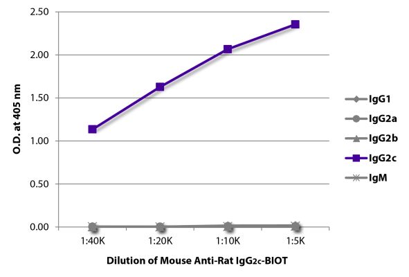 Abbildung: Maus IgG anti-Ratte IgG2c (Fc)-Biotin, MinX keine