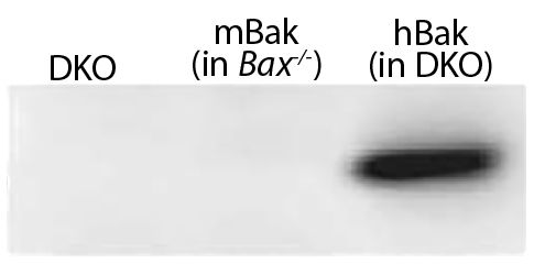 Abbildung: Ziege IgG anti-Kaninchen IgG+IgM+IgA (H+L)-HRPO, MinX Hu