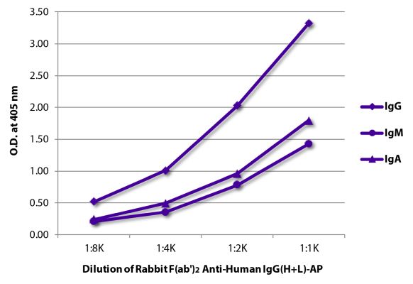 Abbildung: Kaninchen F(ab')2 anti-Human IgG (H+L)-Alk. Phos., MinX keine