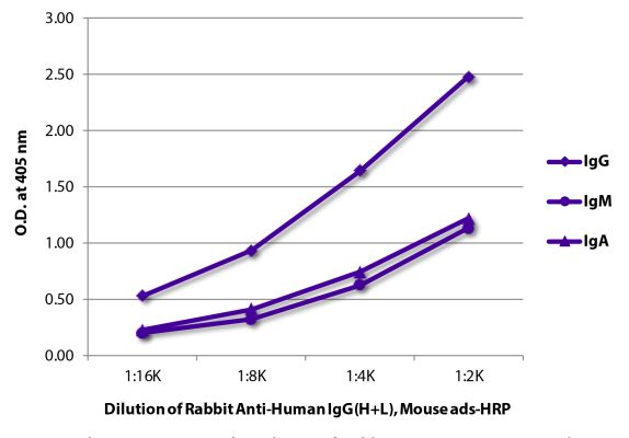 Abbildung: Kaninchen IgG anti-Human IgG (H+L)-HRPO, MinX Ms