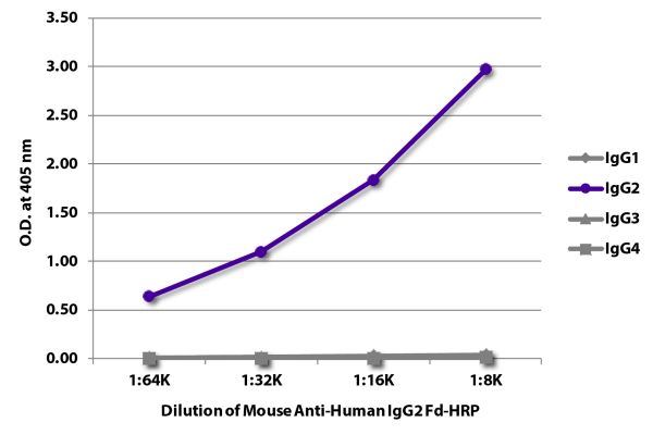 Abbildung: Maus IgG anti-Human IgG2 (Fd)-HRPO, MinX keine