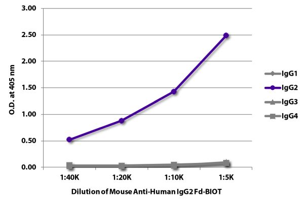 Abbildung: Maus IgG anti-Human IgG2 (Fd)-Biotin, MinX keine