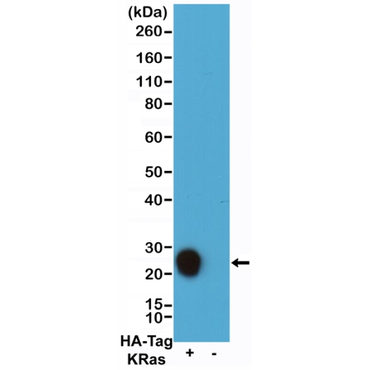 Antibody Anti-HA-Tag from Rabbit - unconj.