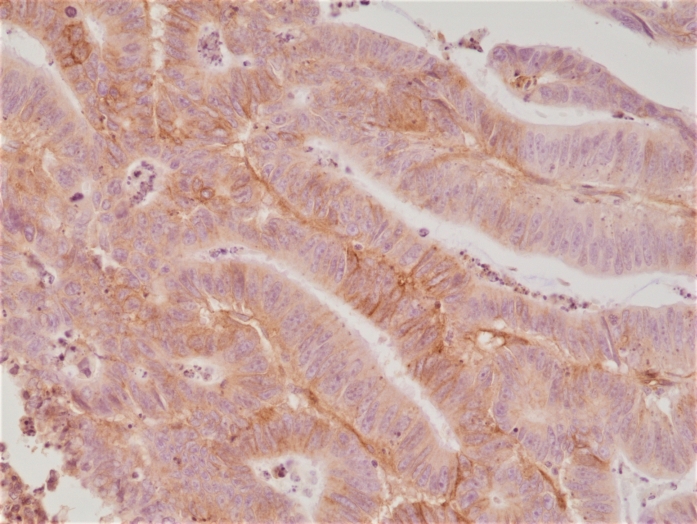Antibody Anti-Cluster of Differentiation 276 (CD276) from Rabbit - unconj.