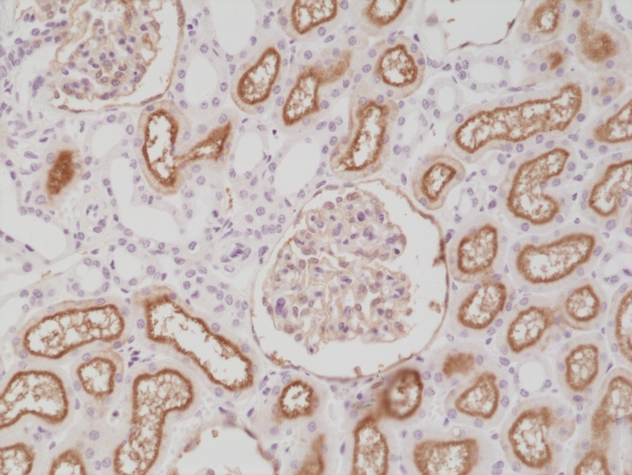 Antibody Anti-Neprilysin (CD10) from Rabbit - unconj.