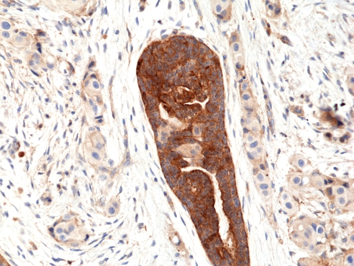 Antibody Anti-Vascular Endothelial cell Growth Factor (VEGF) from Rabbit - unconj.