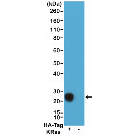 Antibody Anti-HA-Tag Chimeric Human (human IgG1 Fc domain) from Rabbit - unconj.